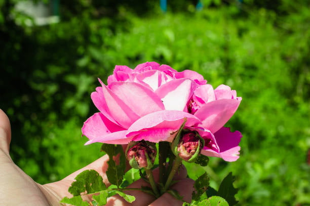 تصویر 3 از گل محمدی انتخاب ناب برای ساخت عطرهای سنتی ایرانی